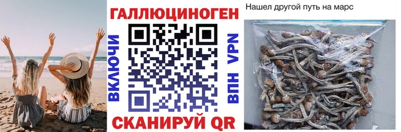 Псилоцибиновые грибы Cubensis где продают наркотики hydra зеркало Теберда